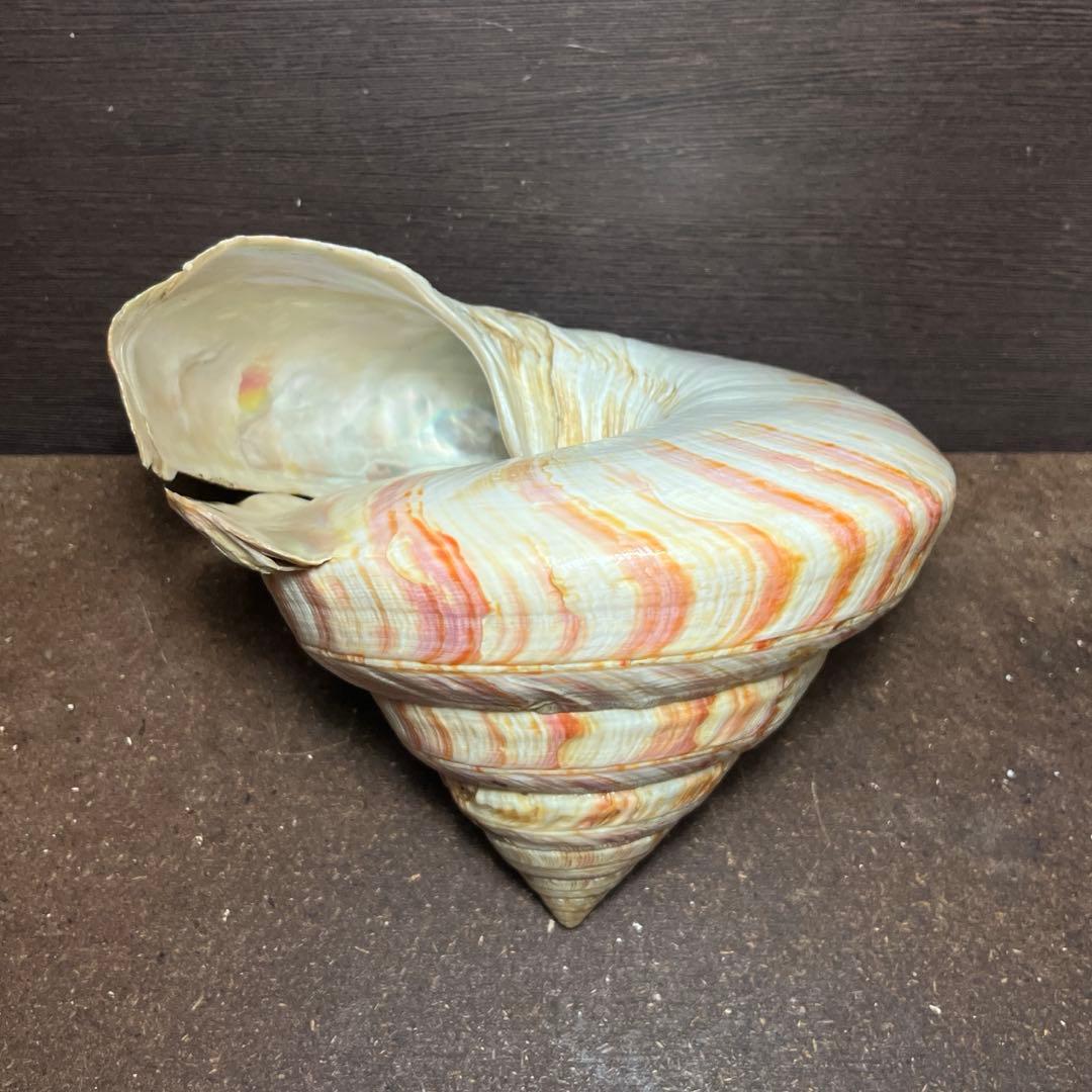 ケ*キ様 激レア 美品 東シナ海産 リュウグウオキナエビス - メルカリ