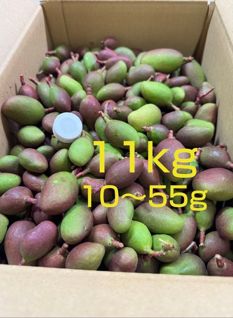 摘果マンゴー 11kg （10～55g） - メルカリ