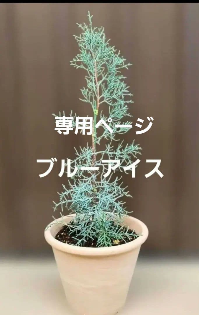 kaokao♡ ブルーアイス&ウエストリンギアスモーキー&ユーカリグニー ウエストリンギア スモーキーホワイト8号 大株オーストラリアン