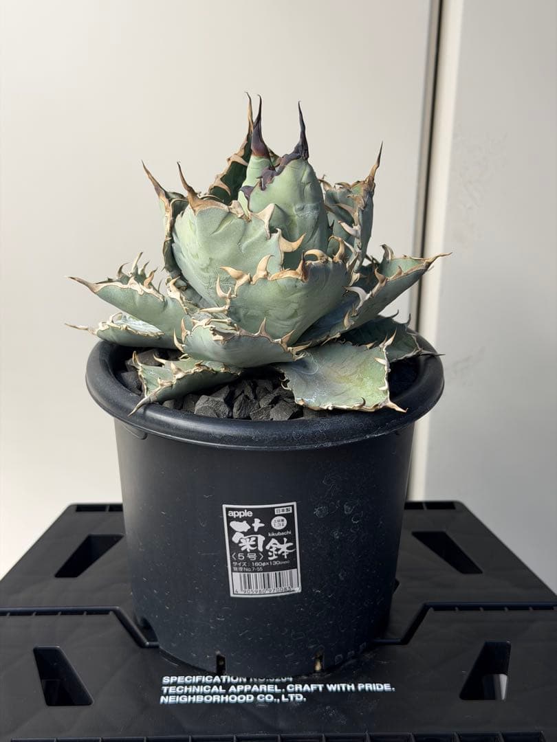 アガベ チタノタブルー実生