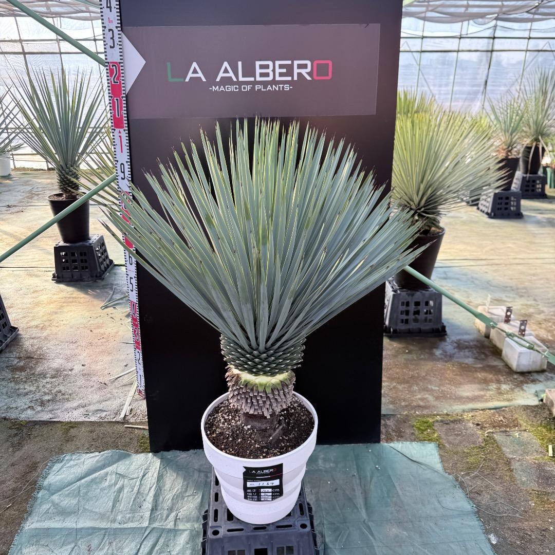 AL1164】ユッカ ロストラータ - メルカリ