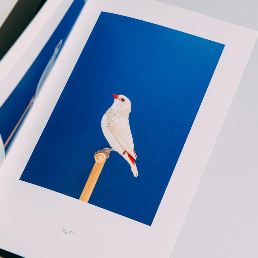 【美品】Luke Stephenson 作品集【希少本】