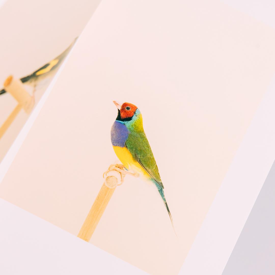 【美品】Luke Stephenson 作品集【希少本】