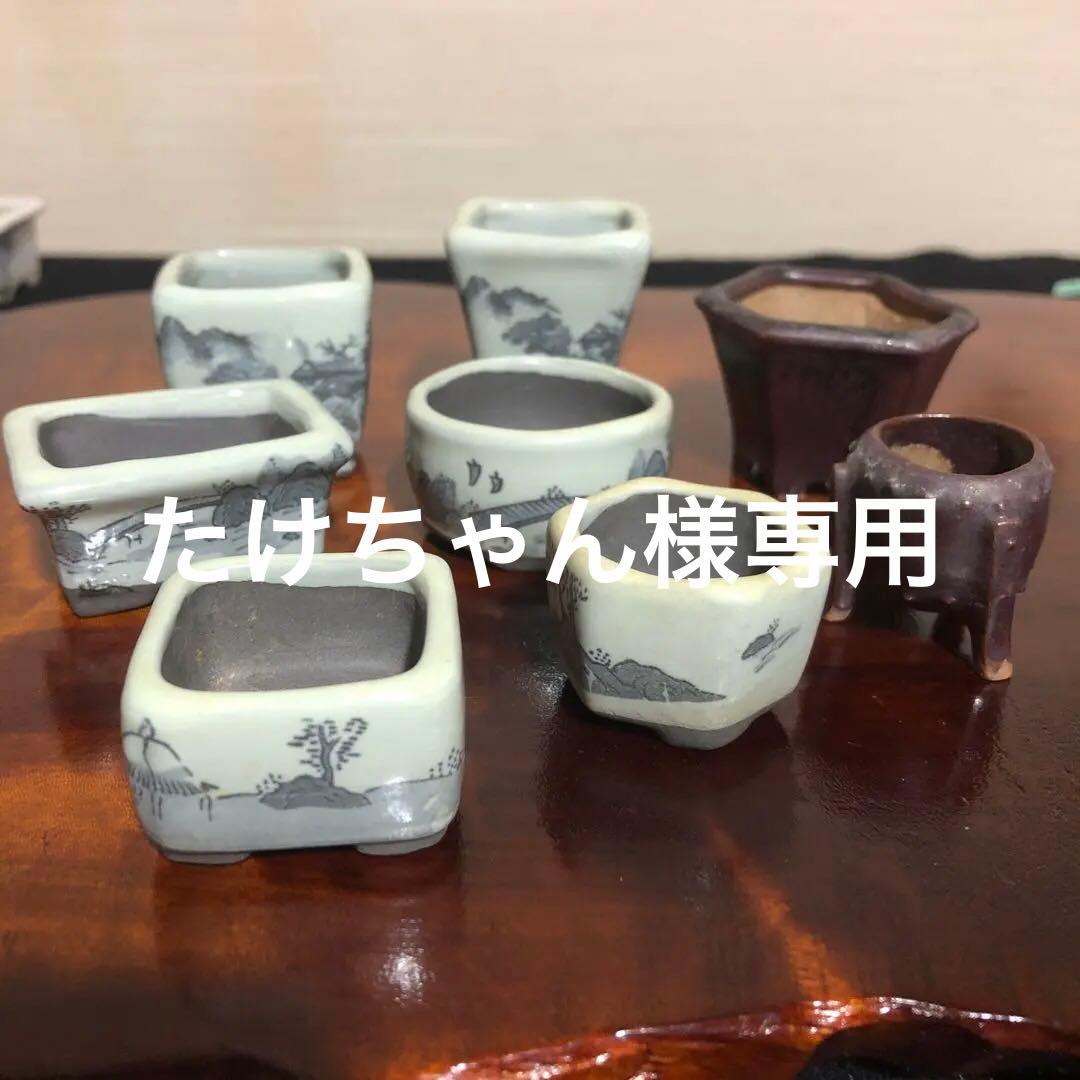 小品盆栽　サボテン　植物鉢 8点組　絵柄6点　小餅庵2点 サボテン始めました - SHINOSAN no NIWA