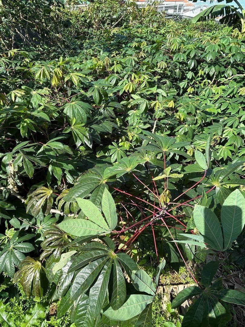 類を見ない旨味と甘味に驚愕=キャッサバ・ゴールドSS◆挿し木枝。60サイズ箱満杯