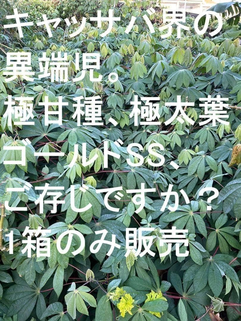 類を見ない旨味と甘味に驚愕=キャッサバ・ゴールドSS◆挿し木枝。60サイズ箱満杯