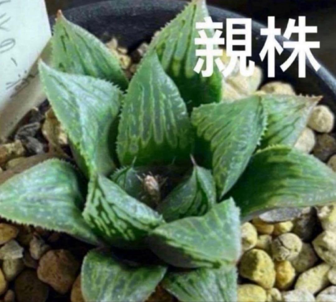 ハオルチア ナイルの一滴 葉挿し苗 - メルカリ