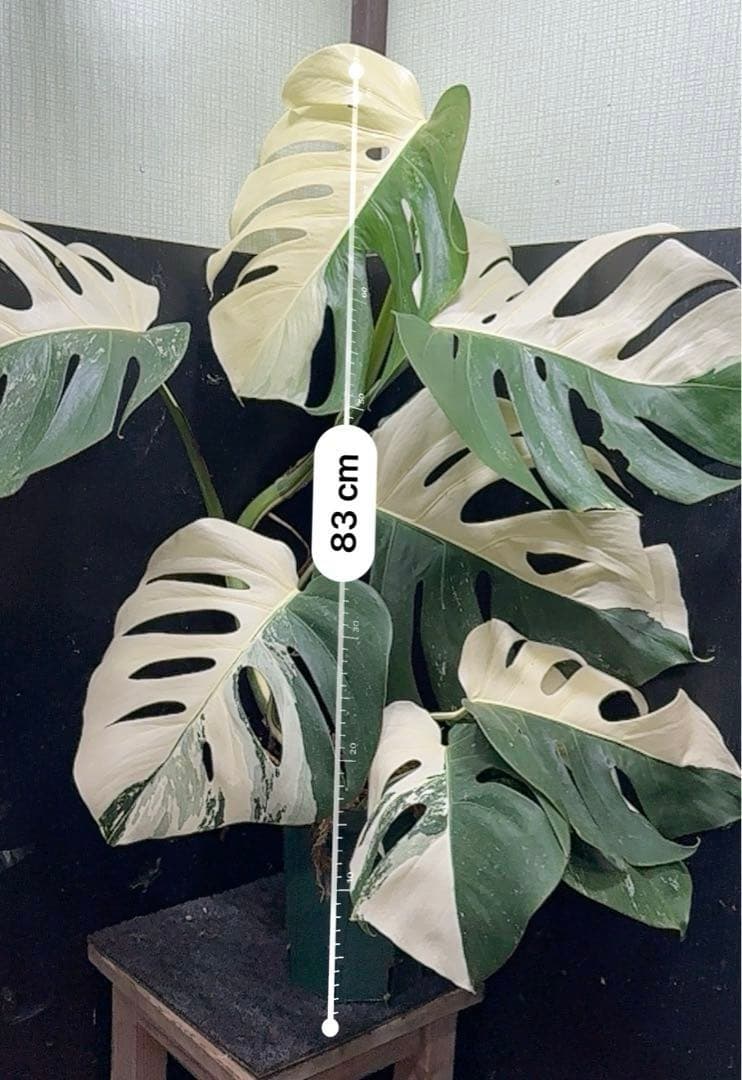 モンステラ斑入りハーフムーンホワイトタイガー極美斑入り 83cm