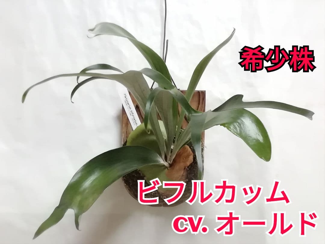 瀬野です、ビフルカッムcv.オールド　と　ドイトン株 ビフルカッムcv.オールドタイプ 30数年以上育成株 からの株分け品です