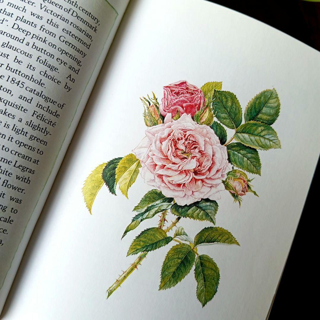 洋書古書 中世からの古いバラ 歴史と栽培 ボタニカルアート 画集 植物