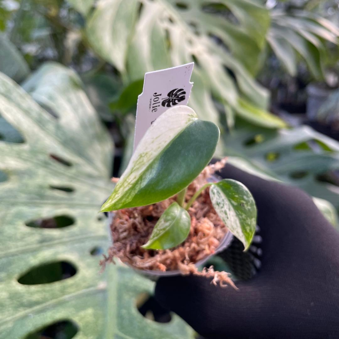 DM4モンステラ デリシオーサ ミント斑入り 2寸ポリポット ネコポス発送