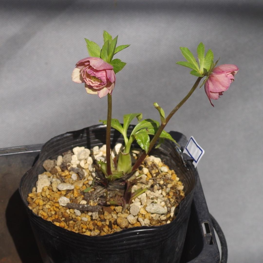 7464 認定！リトルアフロディーテ クリスマスローズ開花 加藤農園