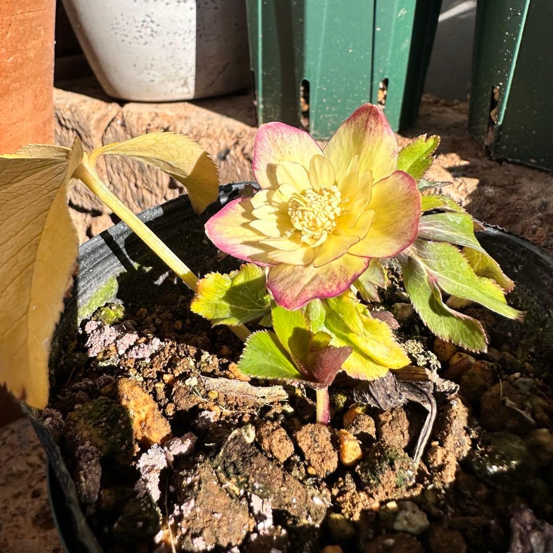 クリスマスローズ 蜃気楼 dd 大木ナーサリー 交配苗 - メルカリ