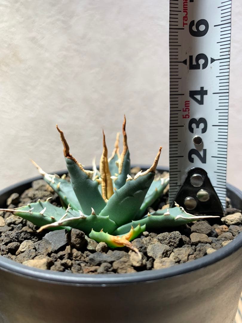 アガベ エボリスピナ実生 - メルカリ