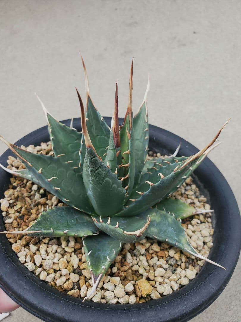 アガベ エボリスピナ × モンタナ ハイブリッド エボリモンタナ 中株