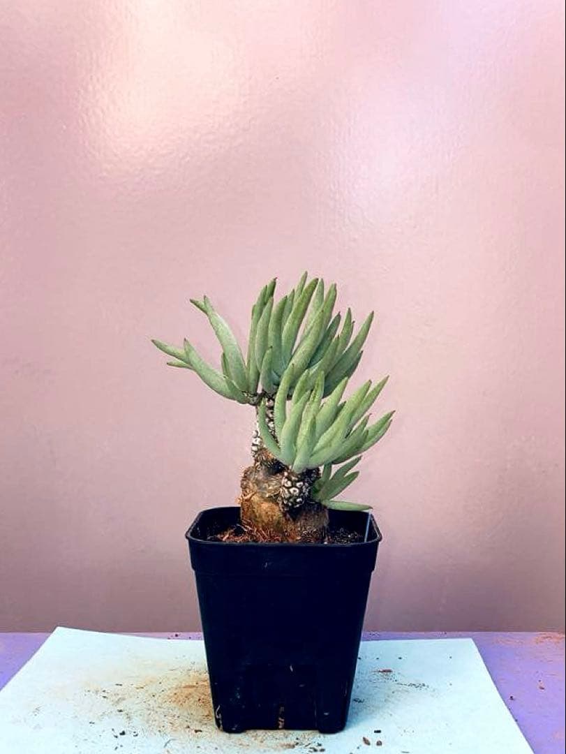 《2.5号B》チレコドン ペアルソニー　白象