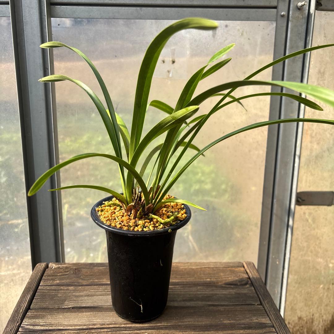 キンリョウヘン（花芽2個）ブラシ付き - メルカリ