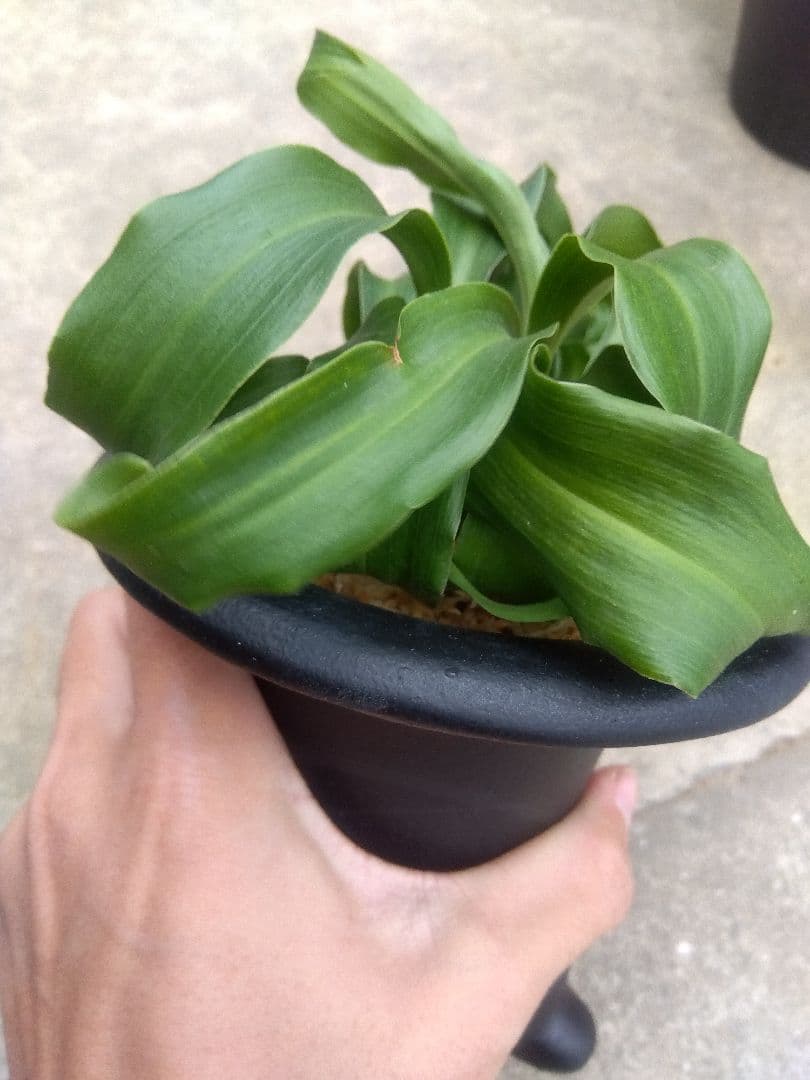 万年青 おもと 獅子 4.5号陶器鉢つき 4株群生❗ ま - メルカリ