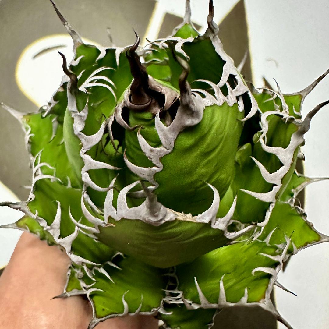 745【上澳園芸】アガベ ホリダ 強棘 狂棘 特選 管理株 - メルカリ