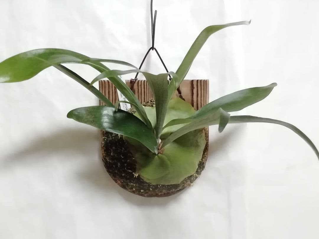 ビフルカッムcv.オールドタイプ 30数年以上育成株 からの株分け品です