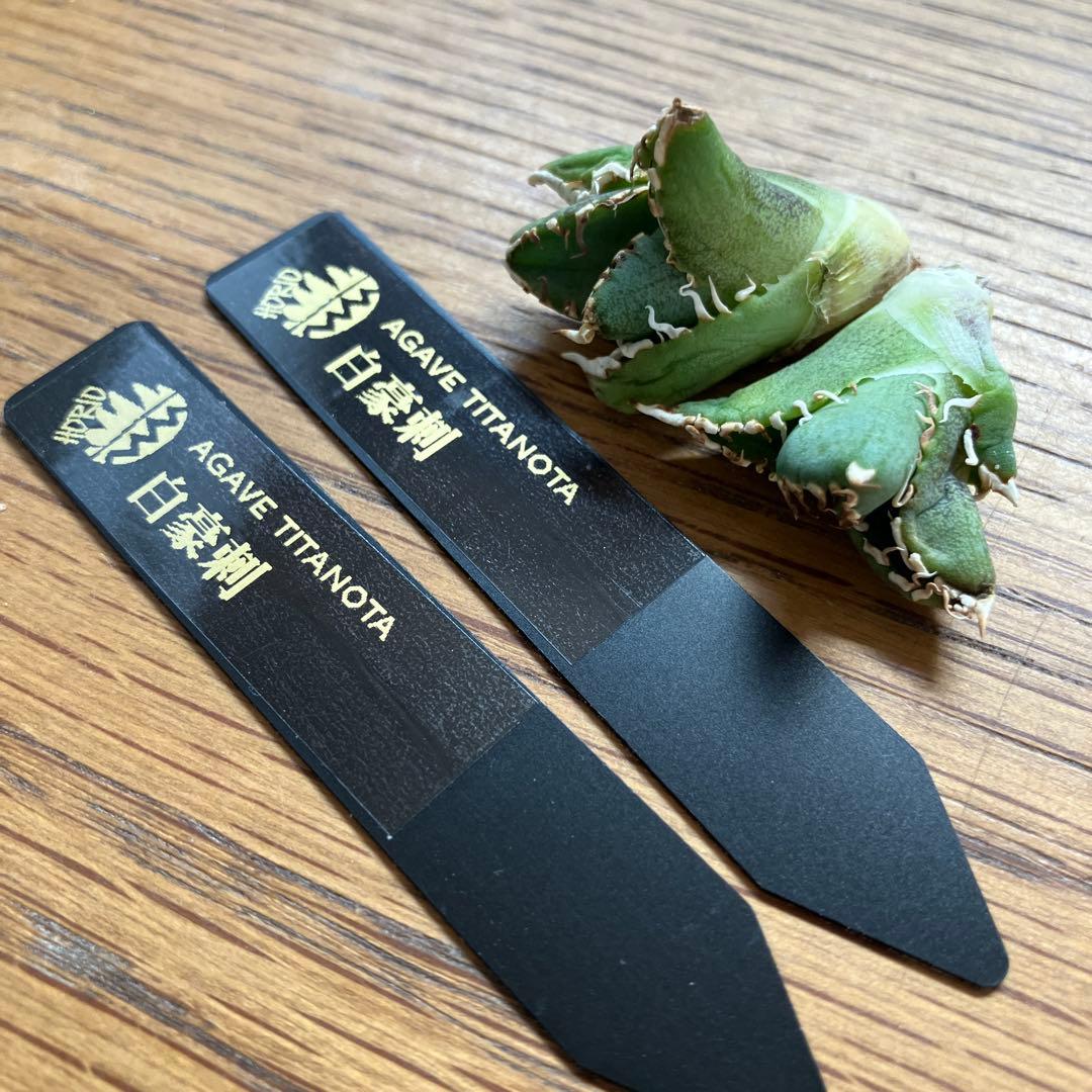 K*s様 【オークション】匿名配送　子株2株　アガべ　白豪刺　OC 脇芽【親株写