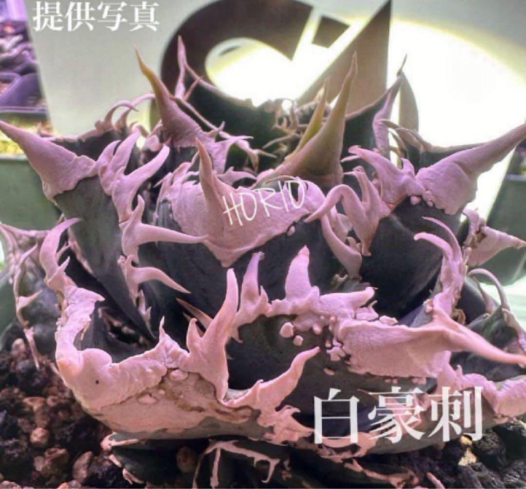 K*s様 【オークション】匿名配送　子株2株　アガべ　白豪刺　OC 脇芽【親株写