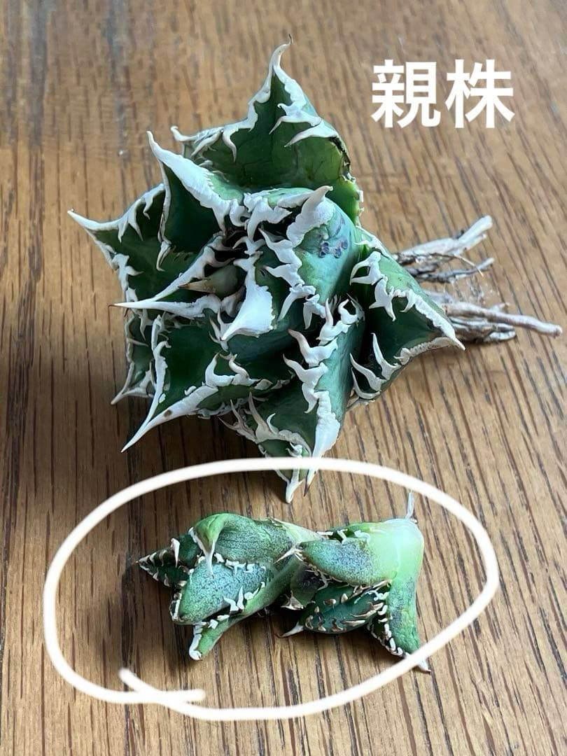 K*s様 【オークション】匿名配送　子株2株　アガべ　白豪刺　OC 脇芽【親株写