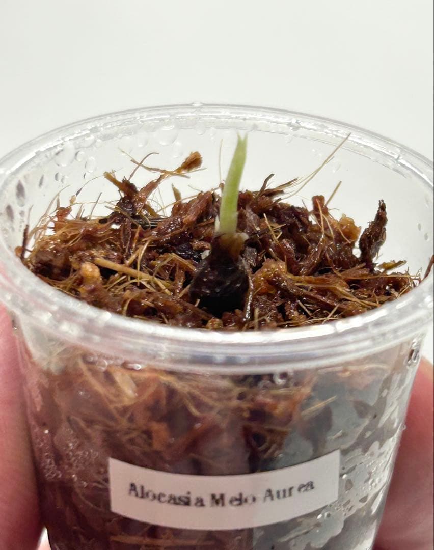 芋】 アロカシア メロ オーレア 斑入り 新芽あり - メルカリ