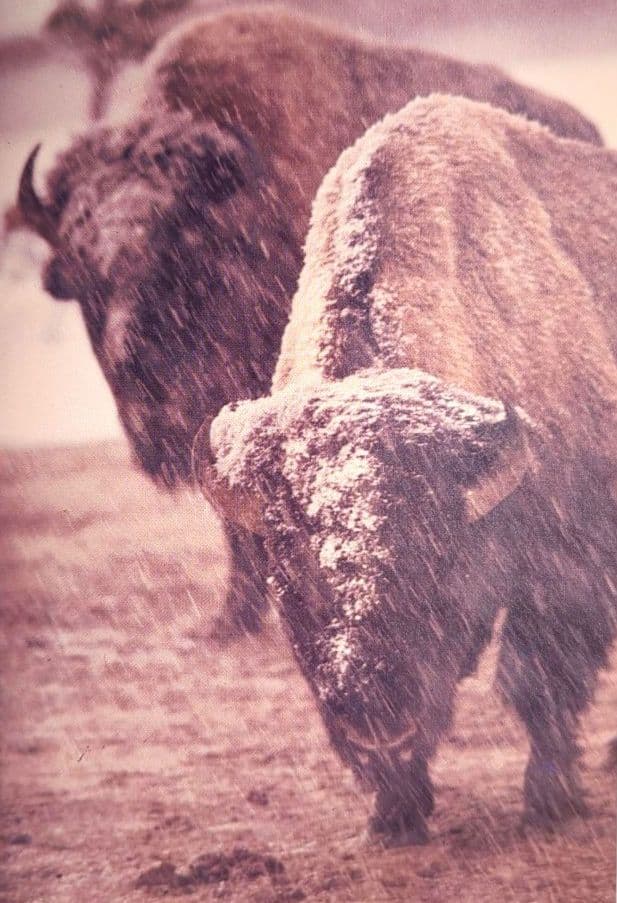 世界写真全集 全12巻揃い 大判写真集 集英社 1982-1984