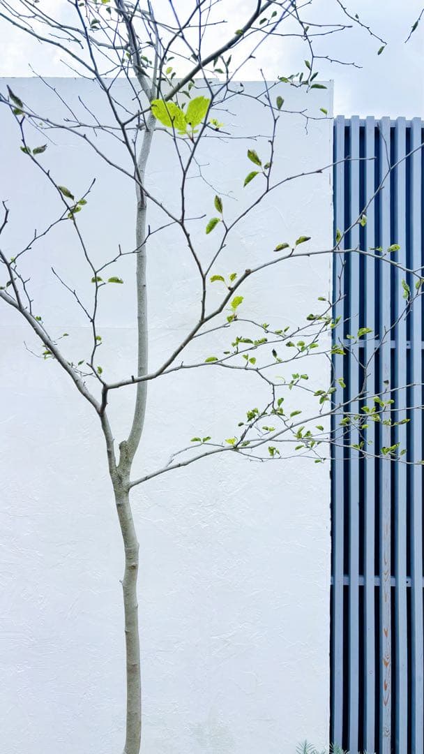 逸品。山採りアオハダ3.2M(鉢底から)