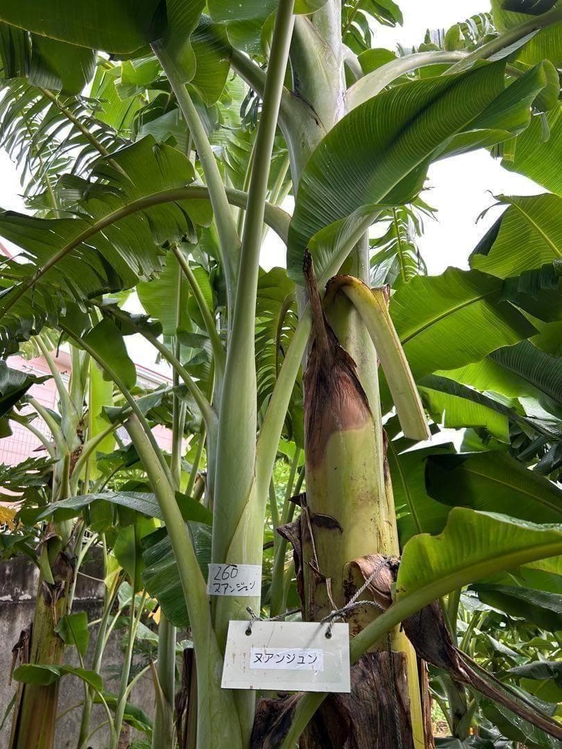 篠塚昭男様、専用出品◆５苗セット＝ヌアンジュンバナナ、100㎝同時梱包。