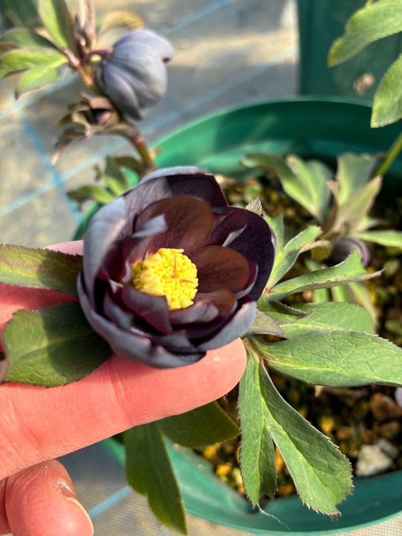 クリスマスローズ 木口交配 実生 スモーキーブルー 親株 7寸 - メルカリ