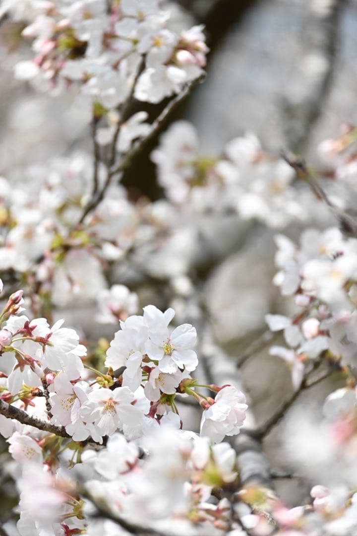 純正品付属　NIKKOR Z DX 50-250mm f/4.5-6.3 VR