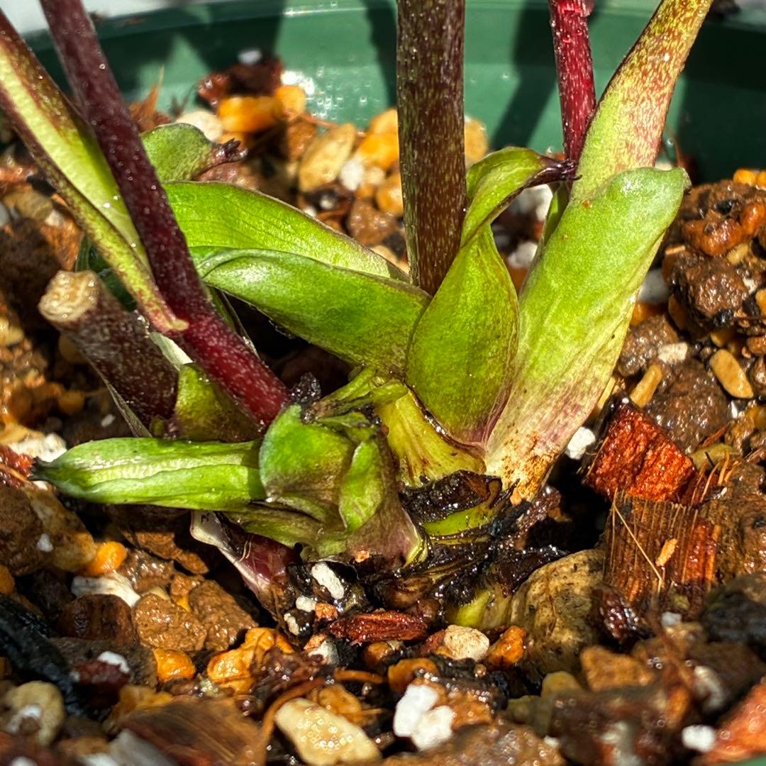 ま*ん様 3548☘️蕾花タグ付き☘️超希少☘️プチドール⭐️小輪⭐️凄ツヤ⭐️