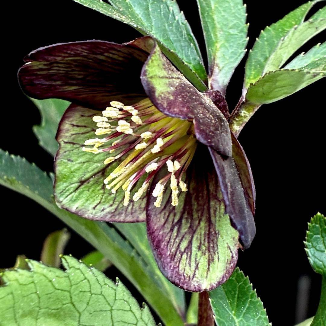 ま*ん様 3548☘️蕾花タグ付き☘️超希少☘️プチドール⭐️小輪⭐️凄ツヤ⭐️