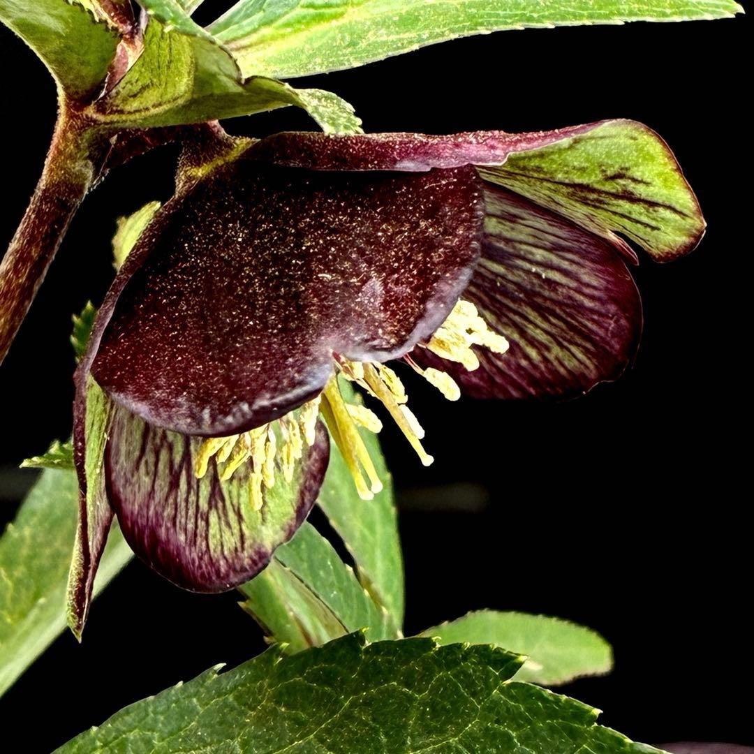 ま*ん様 3548☘️蕾花タグ付き☘️超希少☘️プチドール⭐️小輪⭐️凄ツヤ⭐️