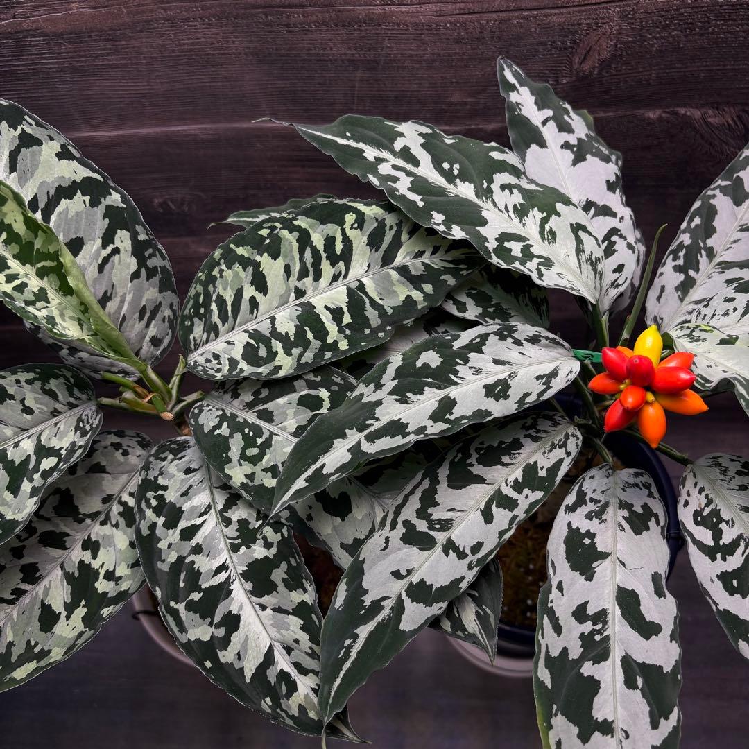 アグラオネマ ピクタム種1粒b2 - メルカリ