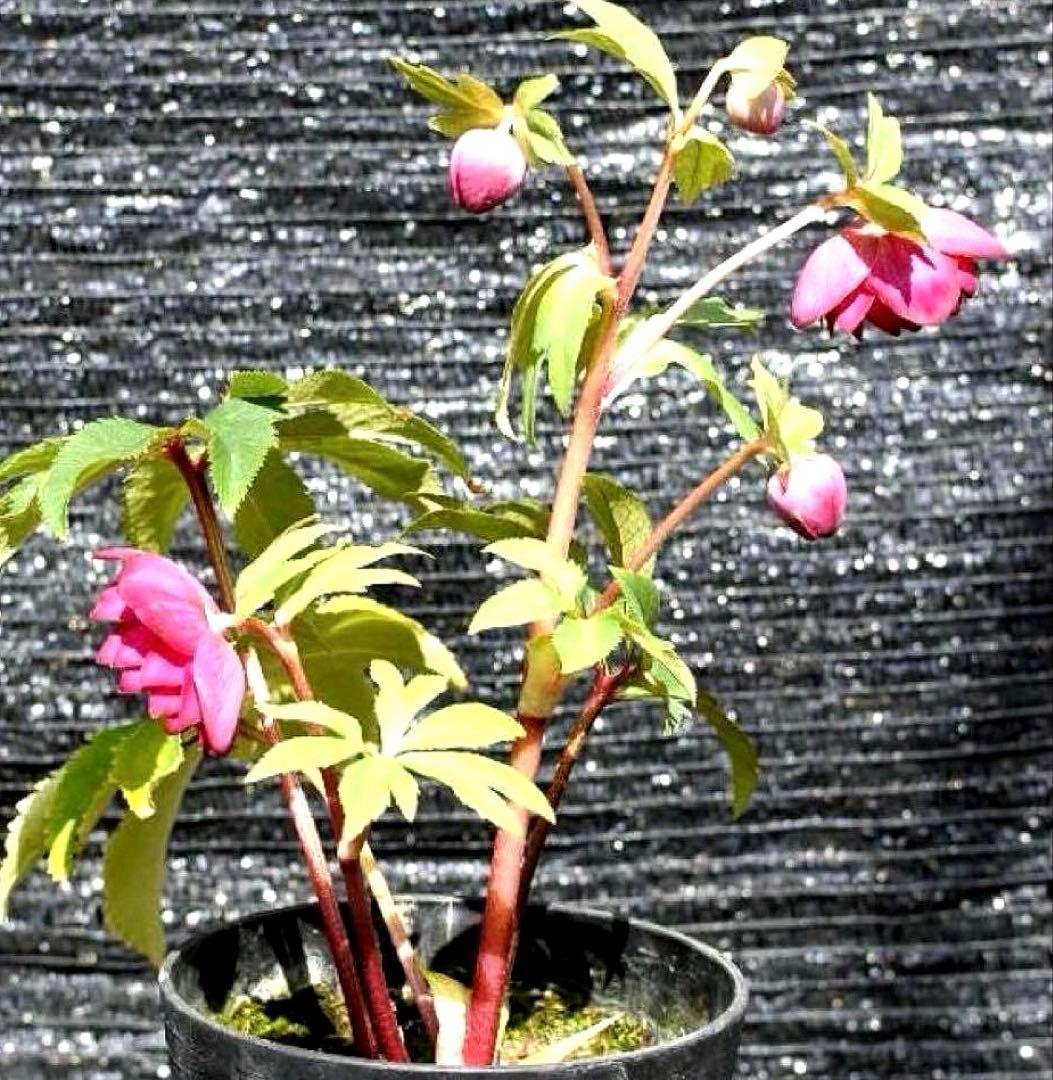 u*0様 ☘️❤️複数❤️蕾付き☘️3376⭐️ぼかし⭐️オーレア⭐️フラッシュ