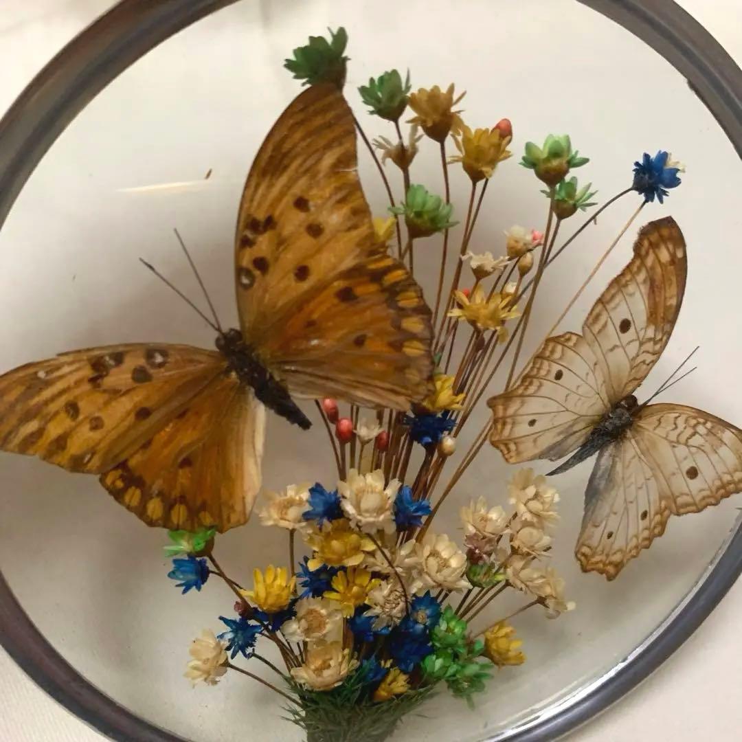 モルフォ蝶 標本 飾り皿 プレート 壁掛け ブラジル製 - メルカリ