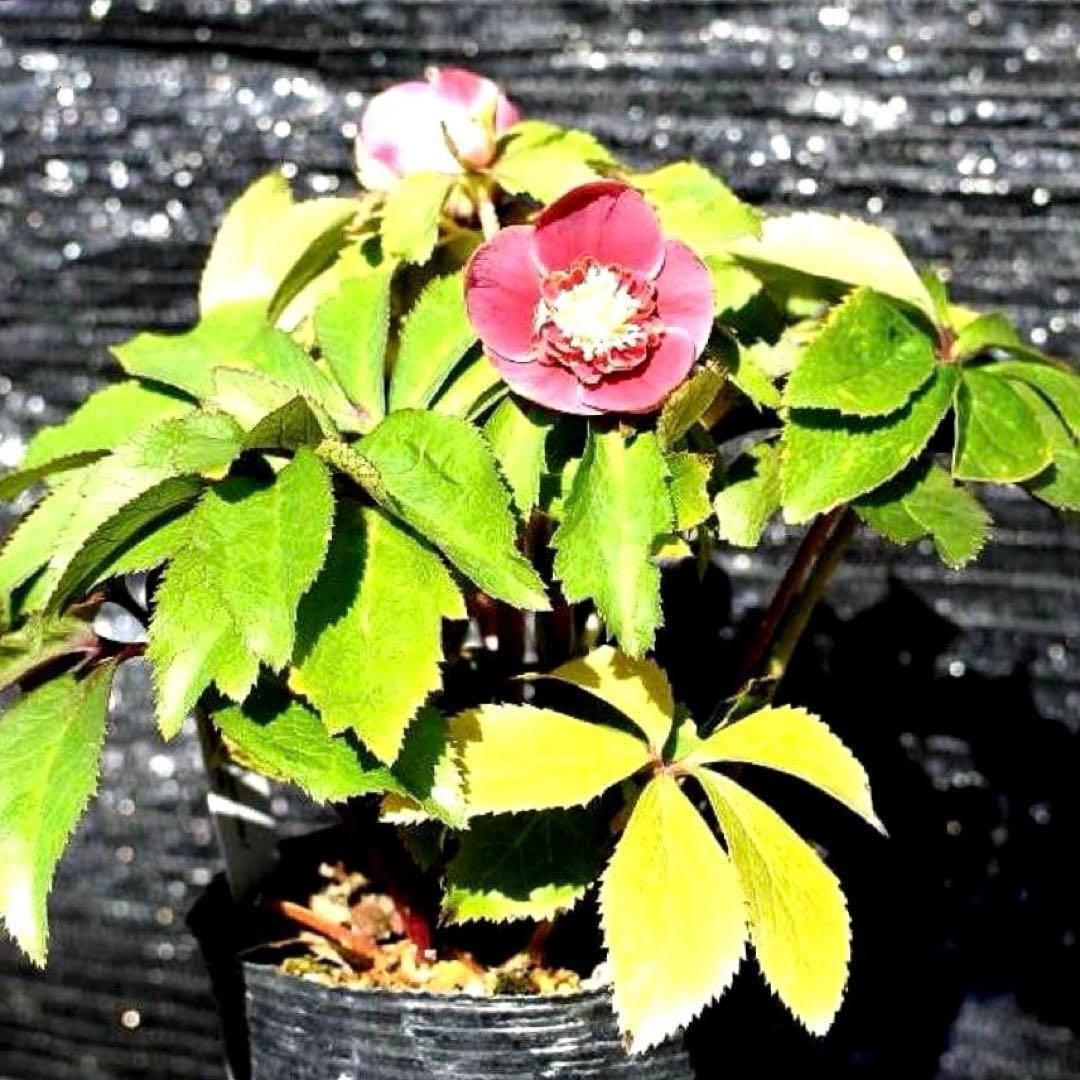 も*読様 3537☘️⭐️沢山⭐️蕾花付き☘️6号☘️極上☘️⭐️小輪⭐️ ハー