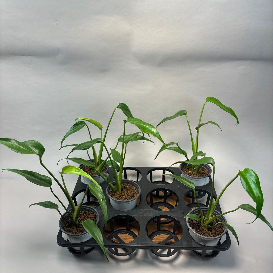 L028斑入り保証！品種保証！Bulbasaurモンステラ・フシギダネ