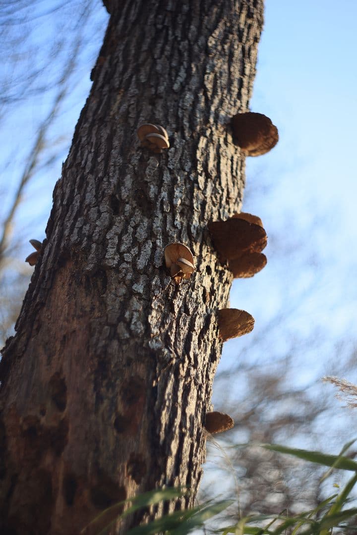 MC HELIOS-44M-6 58mm F2 《Valdai製》【美品】