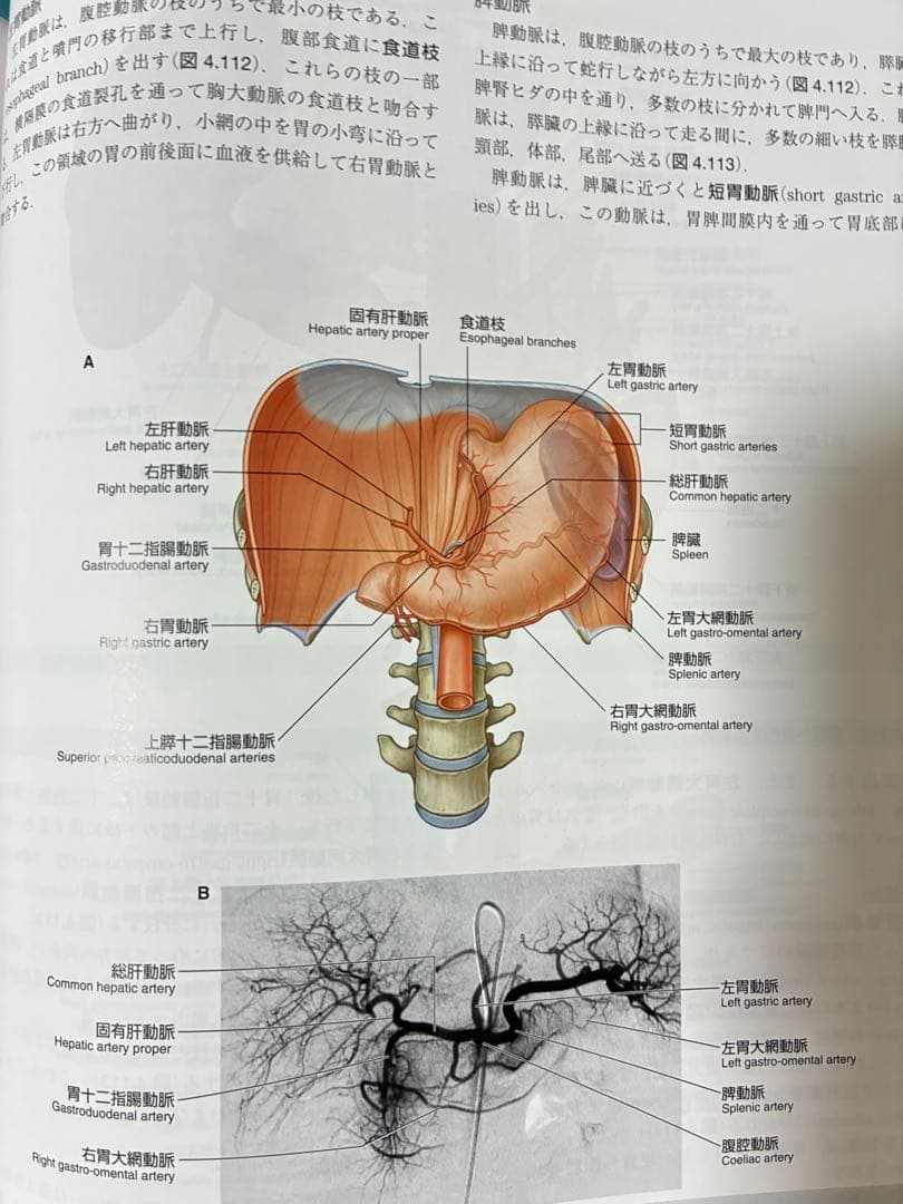 グレイ解剖学 第3版 電子書籍付き【本日値下げ中5000円→1500円