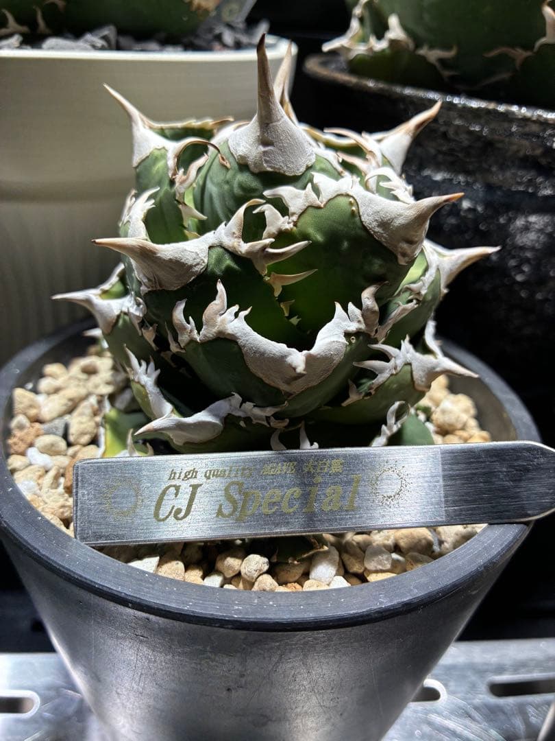 アガベ cjspecial 大白鯊 ホホジロサメ　子株　⭐︎タグ付き⭐︎ A t*i様 アガベ cjspecial 大白鯊 ホホジロザメ 子株 ⭐︎タグ付き