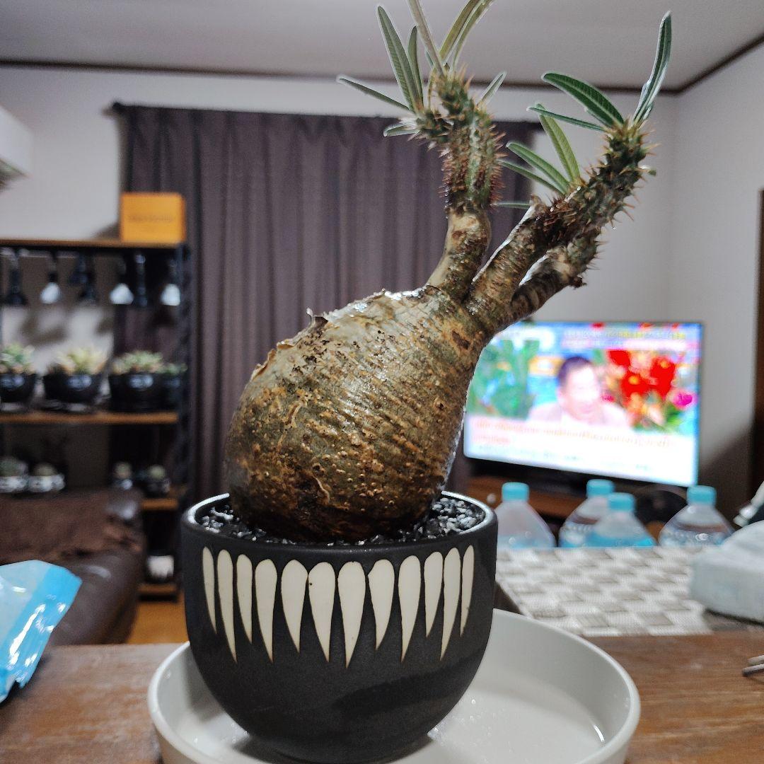 パキポディウム グラキリス バリエム（デビル)鉢Mサイズごとの出品です