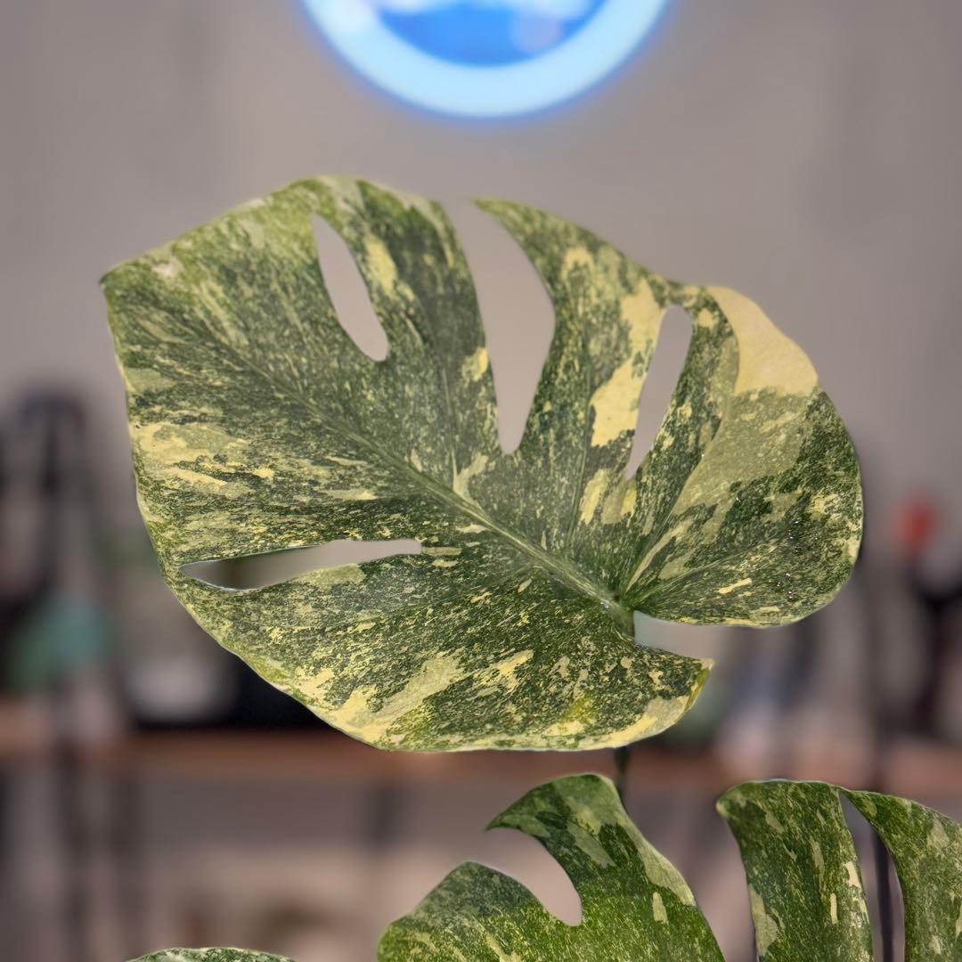 す*る様 22 モンステラ デリシオーサ レガシー 斑入り 美斑 - メルカリ