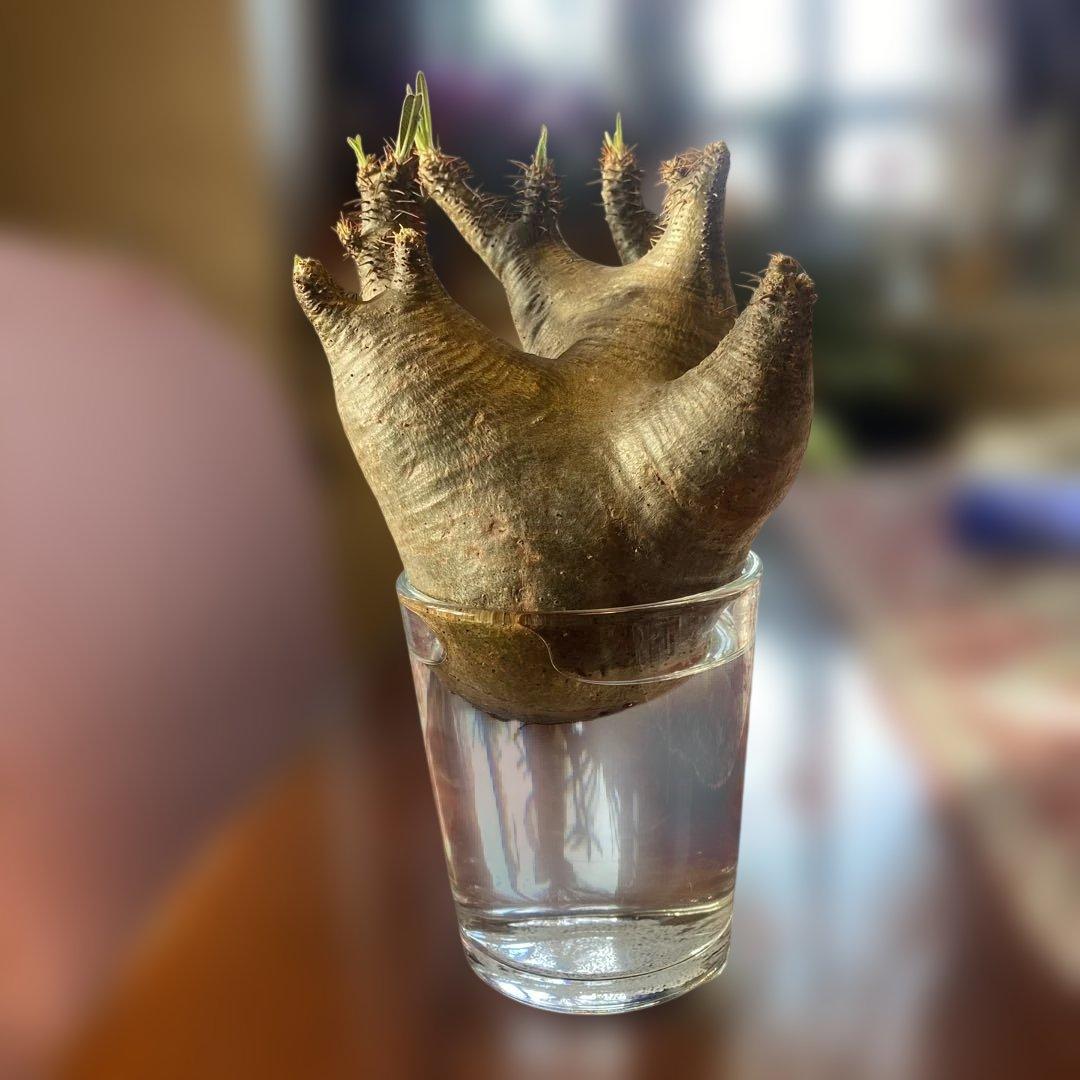 グラキリス 現地球 パキポディウム グラキリス (現地球) RF22476 | RAFLUM / ラフラ