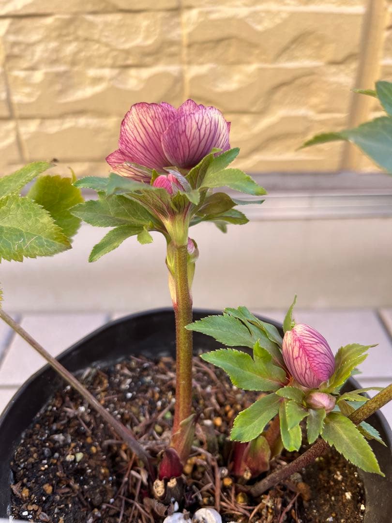 大人ピンクグラデーション 広瀬園芸 クリスマスローズ 開花株 現品 苗