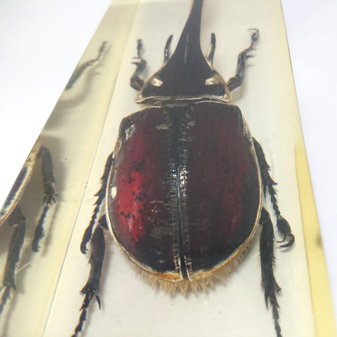 ネプチューンオオカブト アクティオンゾウカブト樹脂標本 コロンビア製