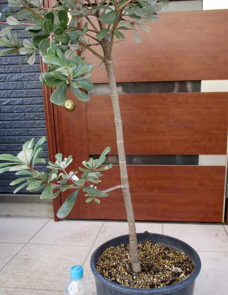 現品】コーストバンクシア・セイラ 9号 B45番 - メルカリ